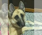 Small #5 German Shepherd Dog