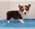 Small Photo #2 Pembroke Welsh Corgi Puppy For Sale in CLARK, MO, USA