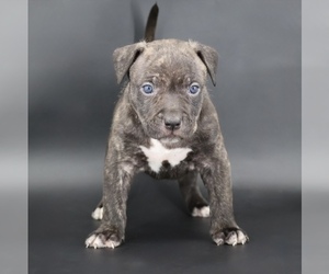 American Bully Puppy for sale in CHAMPAIGN, IL, USA
