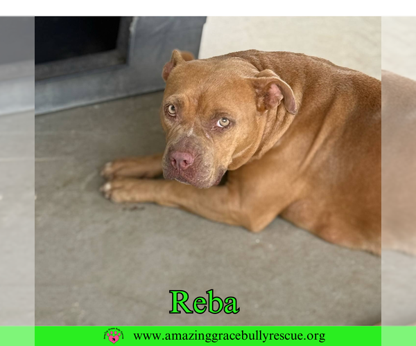 Medium Photo #1 American Bulldog-Unknown Mix Puppy For Sale in Pensacola, FL, USA