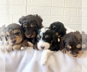 Miniature Bernedoodle Puppy for sale in GRAND BLANC, MI, USA
