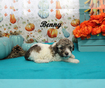 Small #4 Poodle (Toy)