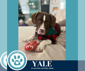 Labrador Retriever-Unknown Mix Dogs for adoption in Kimberton, PA, USA