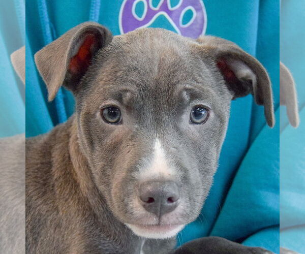 Medium Photo #6 American Staffordshire Terrier-Labrador Retriever Mix Puppy For Sale in Huntley, IL, USA