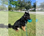 Small #12 German Shepherd Dog