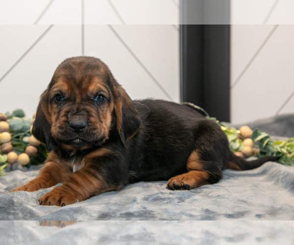 Medium Photo #2 Basset Hound Puppy For Sale in FRESNO, OH, USA