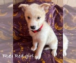 Puppy Red girl German Shepherd Dog-Siberian Husky Mix