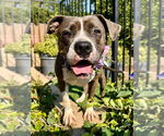 Small Bullboxer Pit