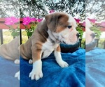 Small Photo #4 Olde English Bulldogge Puppy For Sale in CANYON LAKE, TX, USA