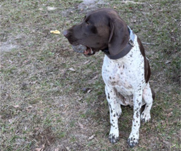 Medium Photo #1 German Shorthaired Pointer-German Wirehaired Pointer Mix Puppy For Sale in DEFUNIAK SPRINGS, FL, USA