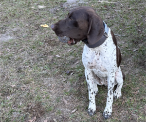 Mother of the German Shorthaired Pointer-German Wirehaired Pointer Mix puppies born on 04/07/2025