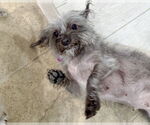 Small #3 Poodle (Miniature) Mix
