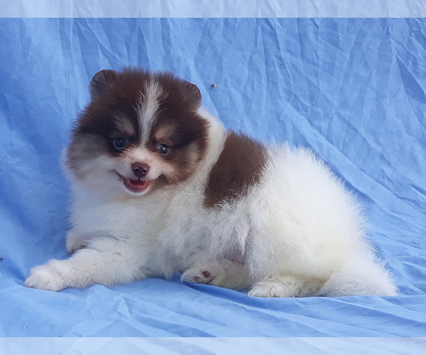 Medium Photo #25 Pomeranian Puppy For Sale in WEST PALM BEACH, FL, USA