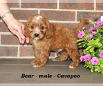 Image preview for Ad Listing. Nickname: Bear