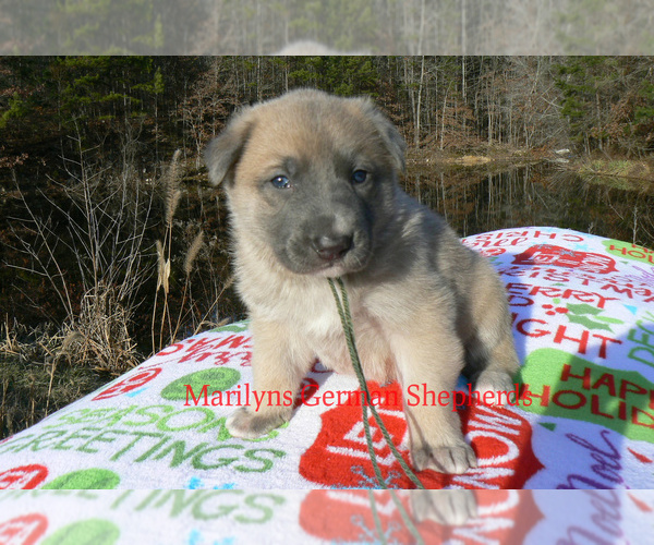 Medium Photo #3 German Shepherd Dog Puppy For Sale in PIEDMONT, MO, USA