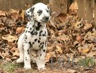 Small Photo #14 Dalmatian Puppy For Sale in ENID, OK, USA