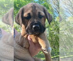 Small Labrador Retriever Mix