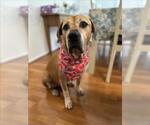 Small #2 Mastiff Mix