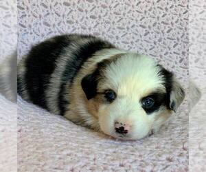 Miniature American Shepherd Puppy for sale in EUGENE, OR, USA
