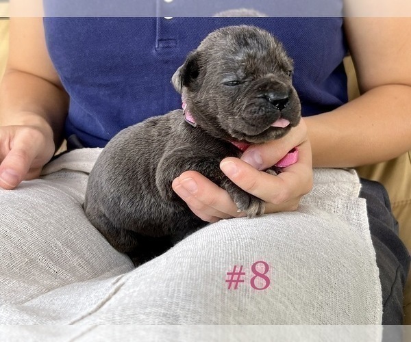 Medium Photo #3 Cane Corso Puppy For Sale in BUMPASS, VA, USA