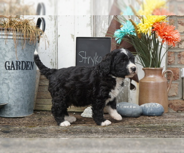 Medium Photo #3 Bernedoodle Puppy For Sale in DUNDEE, OH, USA