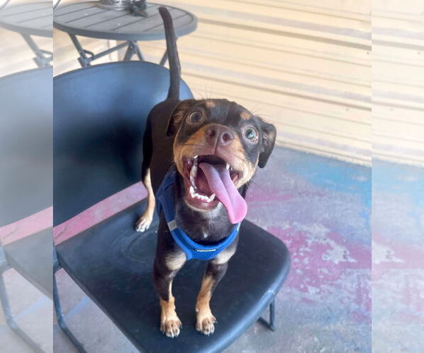 Medium Photo #6 Chihuahua-Unknown Mix Puppy For Sale in phoenix, AZ, USA