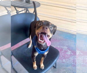 Kahlua - Male Chihuahua-Unknown Mix Dog for Adoption - Photo #6