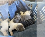 Small #12 Chinese Shar-Pei