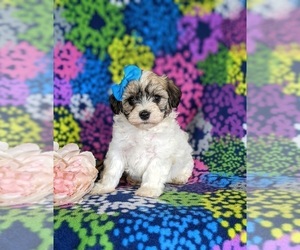 Maltipoo Puppy for sale in ATGLEN, PA, USA