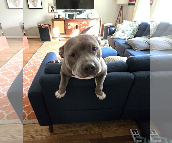 Medium Photo #6 Mutt Puppy For Sale in Rockville, MD, USA