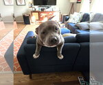 Small #5 Mutt
