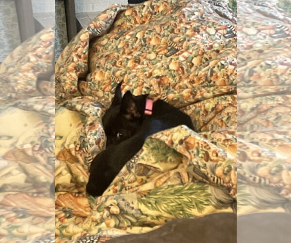 Medium Photo #6 Rat-Cha Puppy For Sale in Wheaton, IL, USA