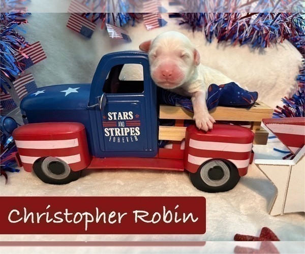 Medium Photo #9 Bernedoodle Puppy For Sale in MENIFEE, CA, USA