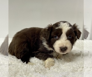 Australian Shepherd Puppy for sale in NEOSHO, MO, USA