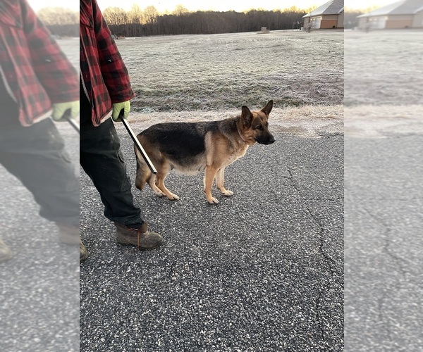 Medium Photo #1 German Shepherd Dog Puppy For Sale in HEATHSVILLE, VA, USA