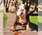 Puppy Mr Moo Bulldog
