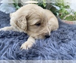 Small Photo #7 Labradoodle Puppy For Sale in AMERICAN CANYON, CA, USA