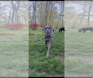 Hendrix (NY) - Male Mutt Dog for Adoption