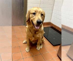 Golden Retriever Dogs for adoption in Camarillo, CA, USA