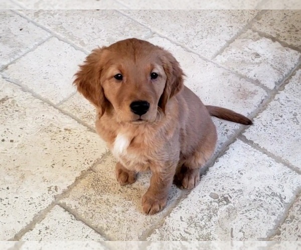 Medium Photo #3 Golden Retriever Puppy For Sale in SANTA CLARITA, CA, USA
