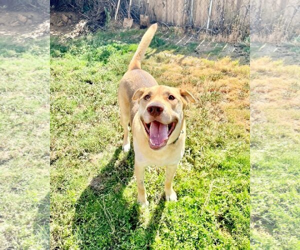 Medium Photo #2 Shepradors Puppy For Sale in San Bernardino , CA, USA