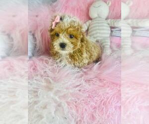 Cavapoo (Toy) Puppy for sale in NEW YORK, NY, USA