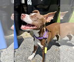 Small #18 American Pit Bull Terrier Mix
