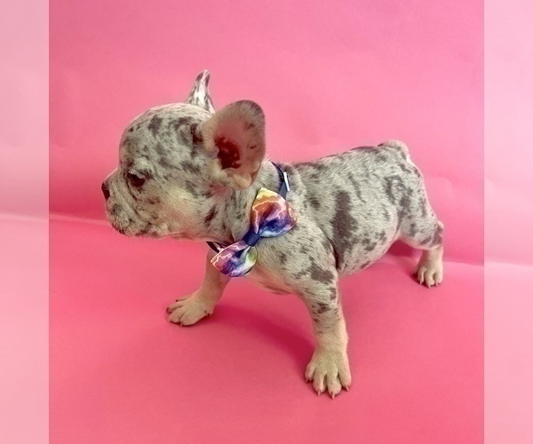 Medium Photo #15 French Bulldog Puppy For Sale in COLUMBUS, OH, USA