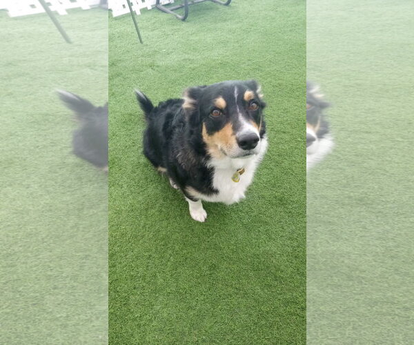 Medium Photo #1 Border Collie-Welsh Corgi Mix Puppy For Sale in Miami, FL, USA