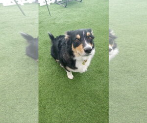 Border Collie-Welsh Corgi Mix Dogs for adoption in Miami, FL, USA