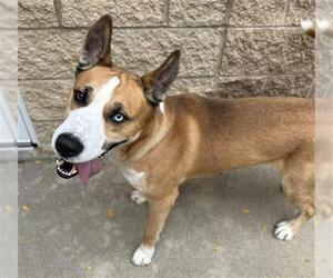 German Shepherd Dog-Siberian Husky Mix Dogs for adoption in Aurora, IL, USA