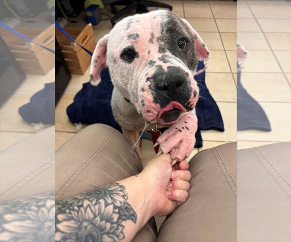 Medium Photo #4 American Bulldog-Unknown Mix Puppy For Sale in Virginia Beach, VA, USA