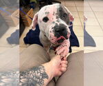 Small #3 American Bulldog Mix