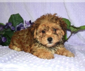 YorkiePoo Puppy for sale in BARNESVILLE, KS, USA